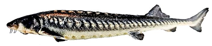 Acipenser naccari_0010.jpg